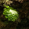 Plants: image 46 Of 208 Thumb